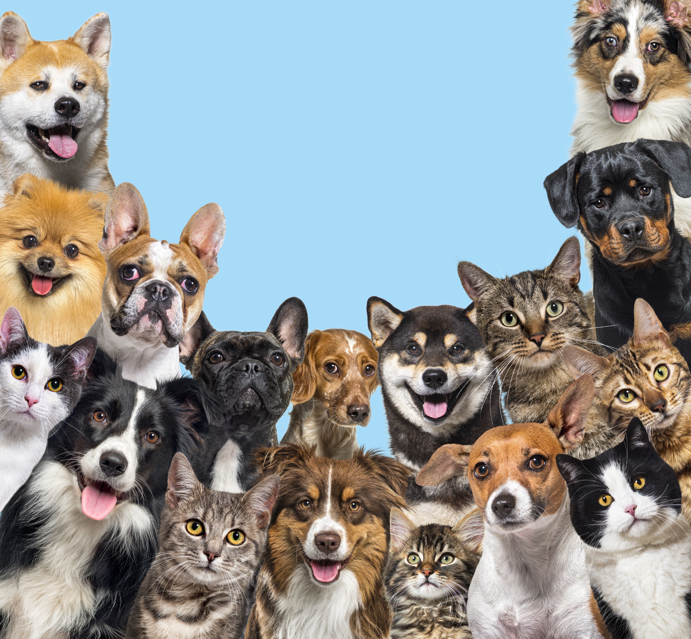 Cats and dogs posed together against a bright blue studio background.